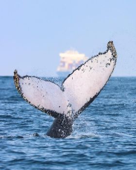 São Sebastião é opção para ecoturismo de avistamento de baleias /sao-sebastiao-e-opcao-para-ecoturismo-de-avistamento-de-baleias