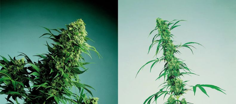 Cannabis Sativa, Indica e Híbrida - Entenda a história /cannabis-sativa-indica-e-hibrida-entenda-a-historia