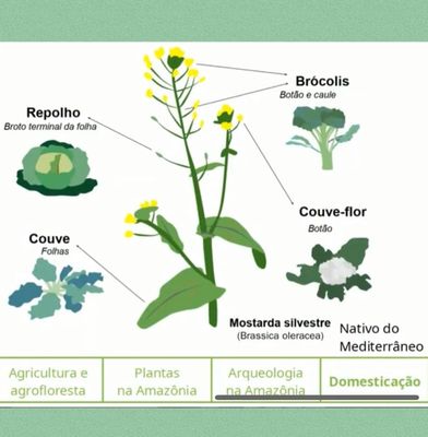 6 Os animais e as sociedades amazônicas do passado. Alimentação /6-os-animais-e-as-sociedades-amazonicas-do-passado-alimentacao