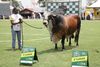 /expo-rio-preto-60-anos-maior-feira-agropecuaria-do-interior-de-sp