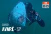 /curso-freediver-padi-e-pesca-sub-avaresp