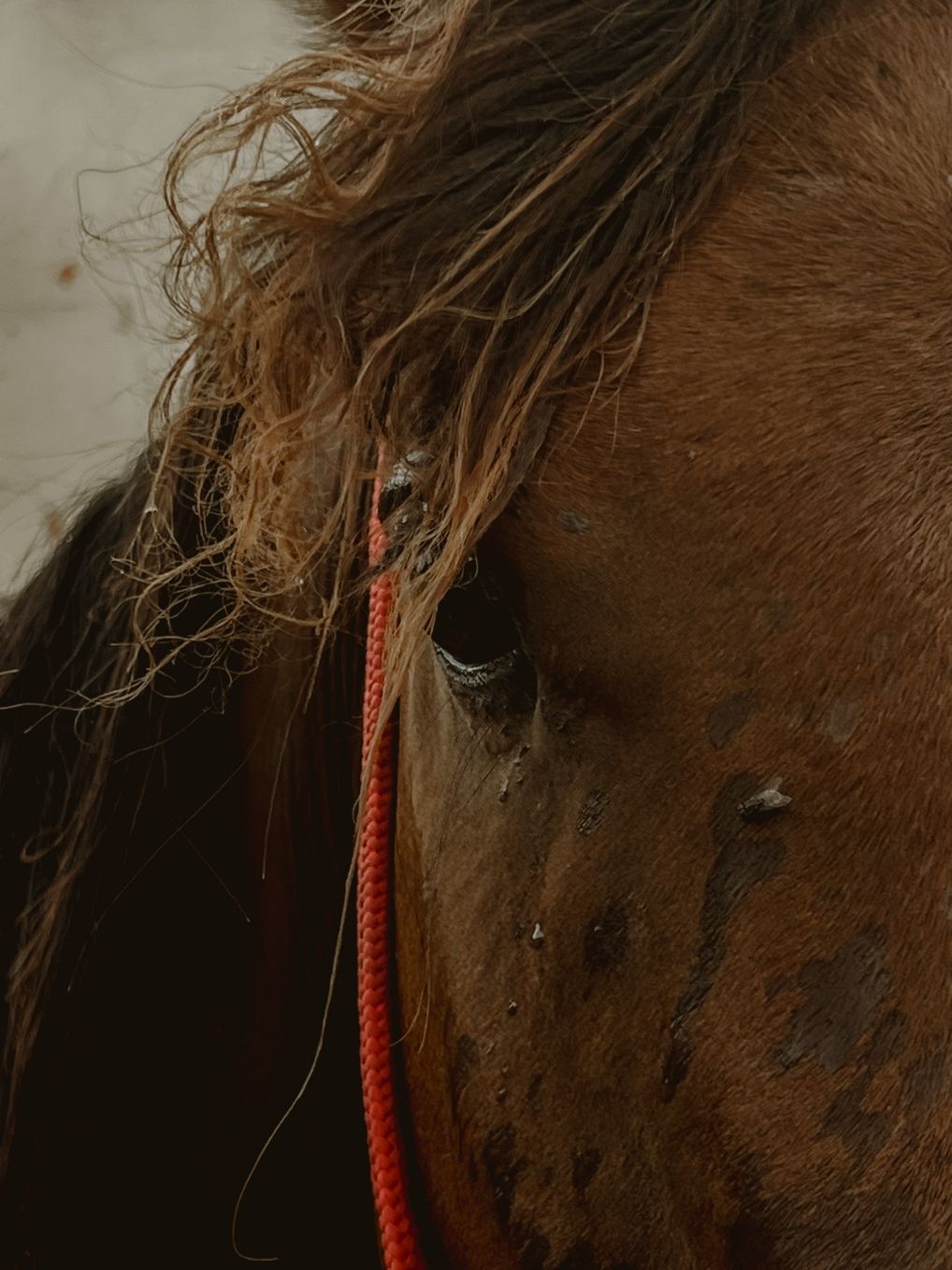 Ana Clara e Moon - 13