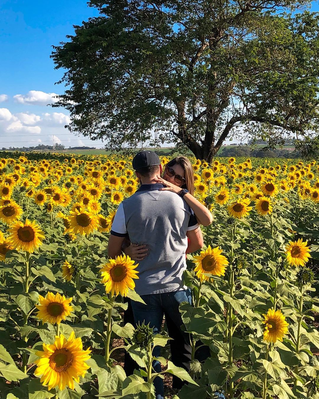 Campos de Grassóis - 1