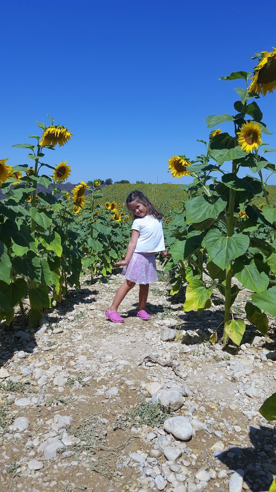 Provence: como visitar os campos de lavanda  com crianças - 29