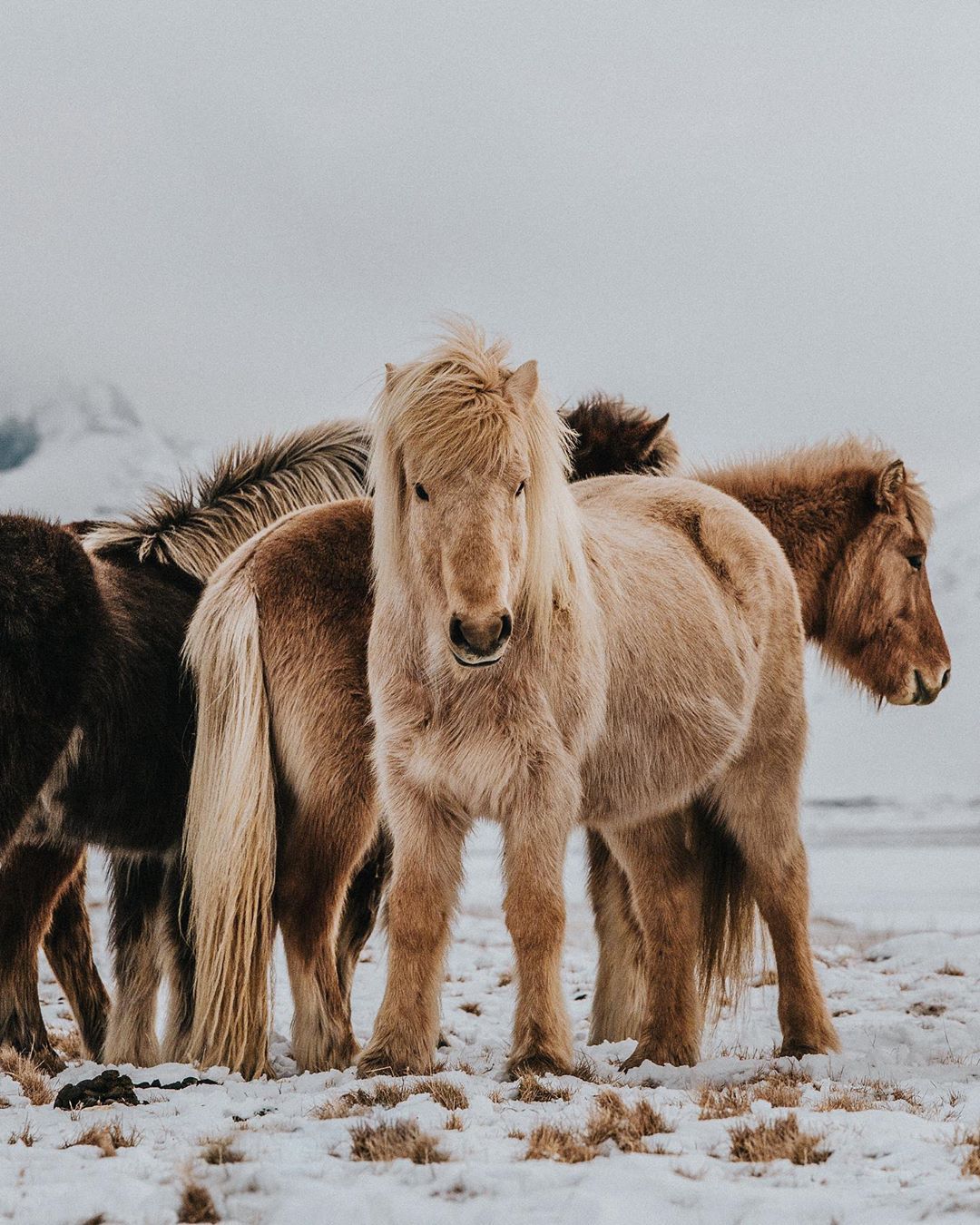  Iceland Reykjavik - 4