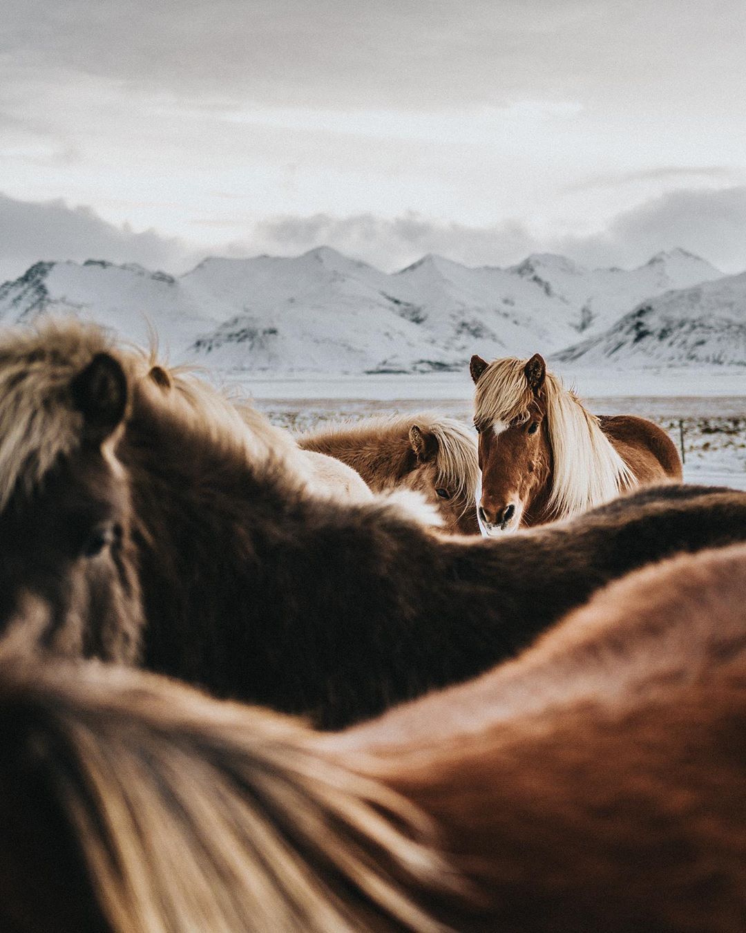  Iceland Reykjavik - 5