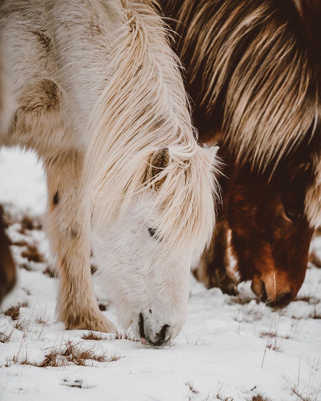  Iceland Reykjavik - 6