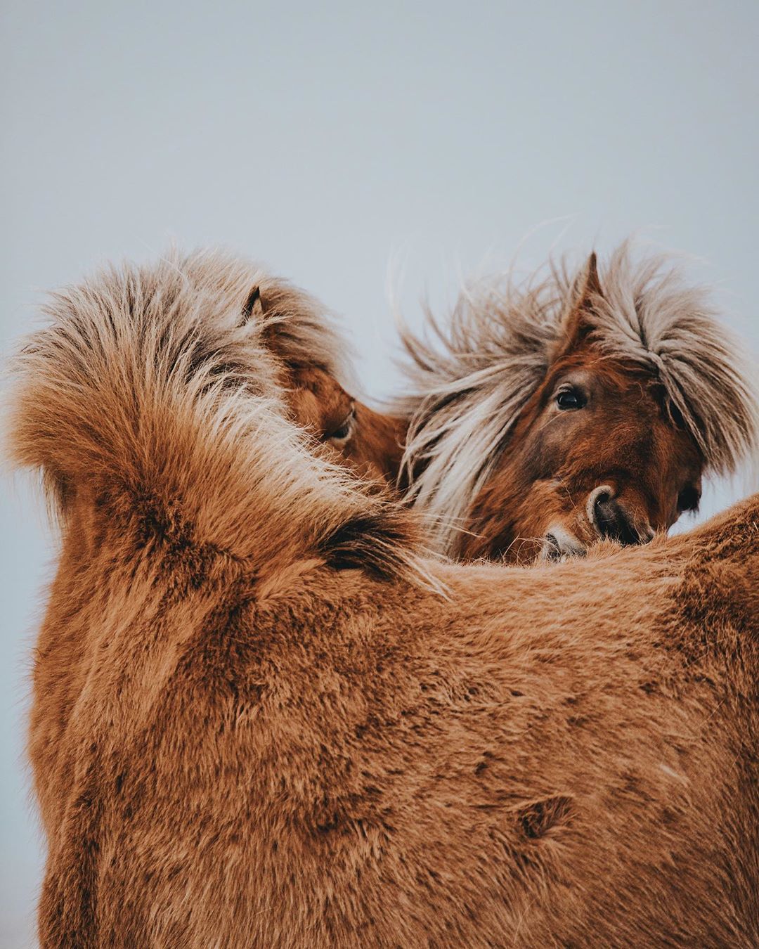  Iceland Reykjavik - 8