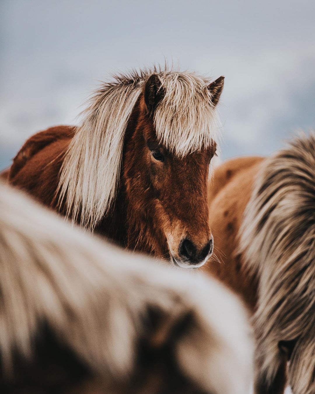  Iceland Reykjavik - 9