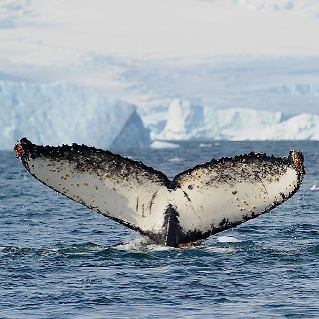 Bucket list expedition, straight across the NW-Passage, Arctic. - 6