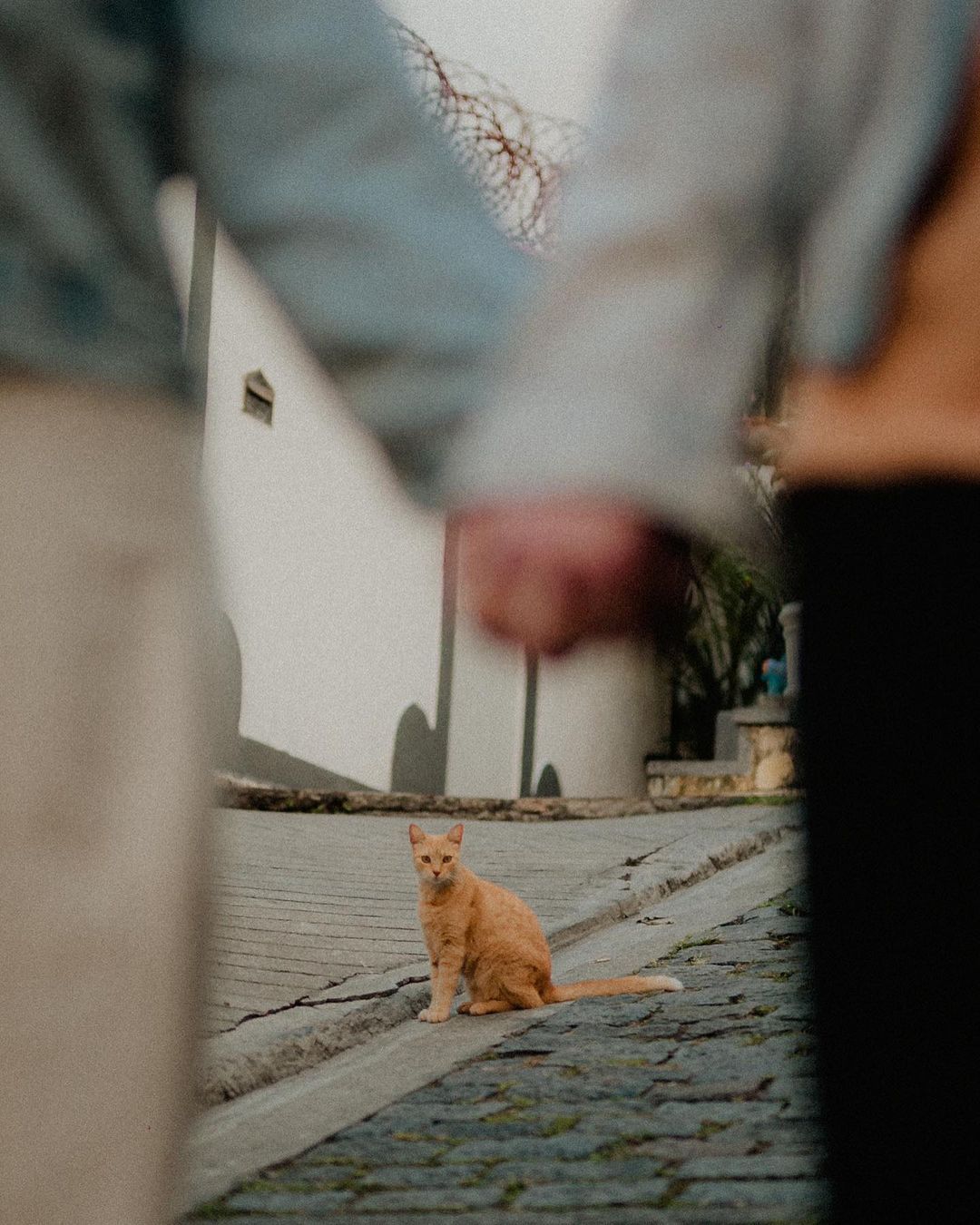 Ensaio de Casal no Morro da conceição - 5