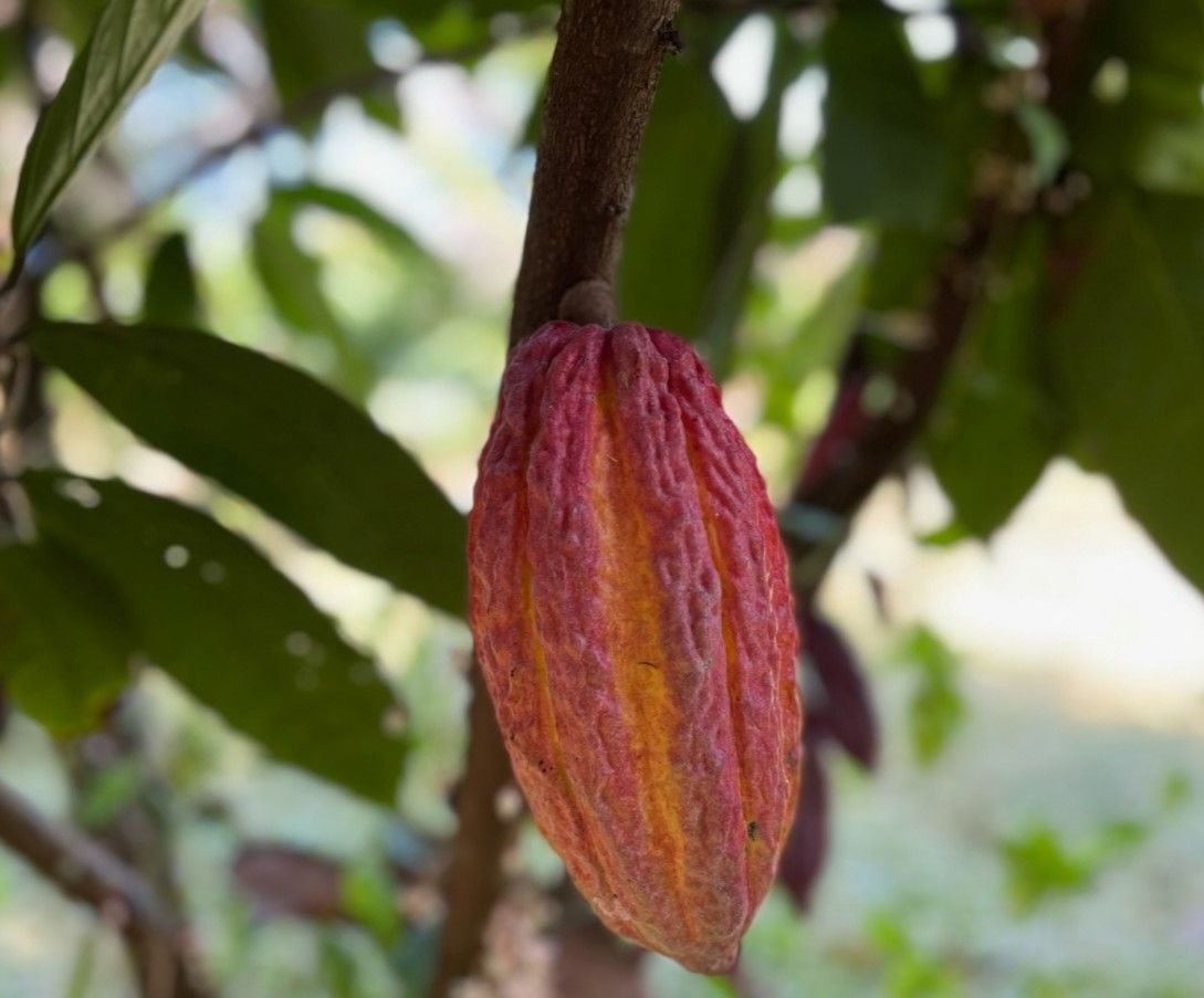Rio Preto já cultiva Cacau para o mais puro chocolate - 2