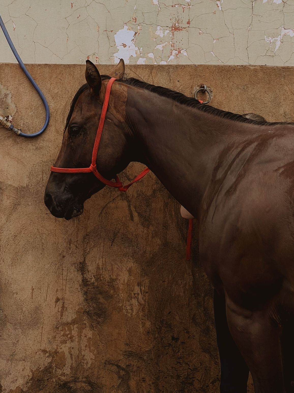 Ana Clara e Moon - 4