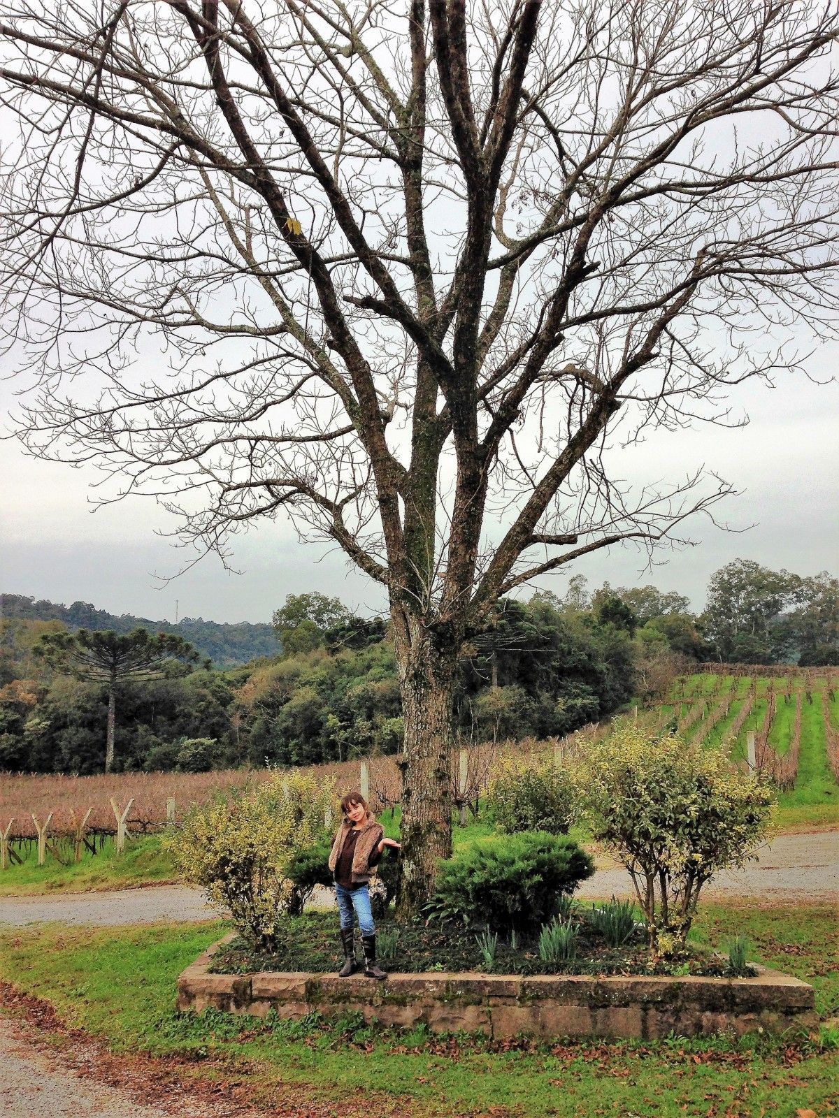 Vinícolas com crianças na Serra Gaúcha: Trem Maria Fumaça - 1