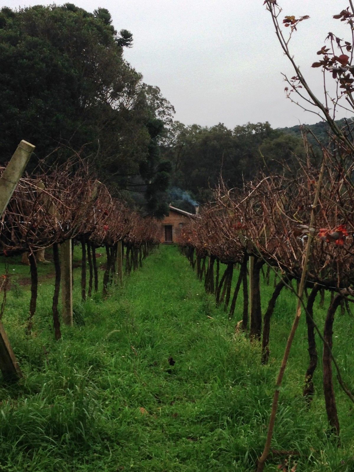 Vinícolas com crianças na Serra Gaúcha: Trem Maria Fumaça - 30