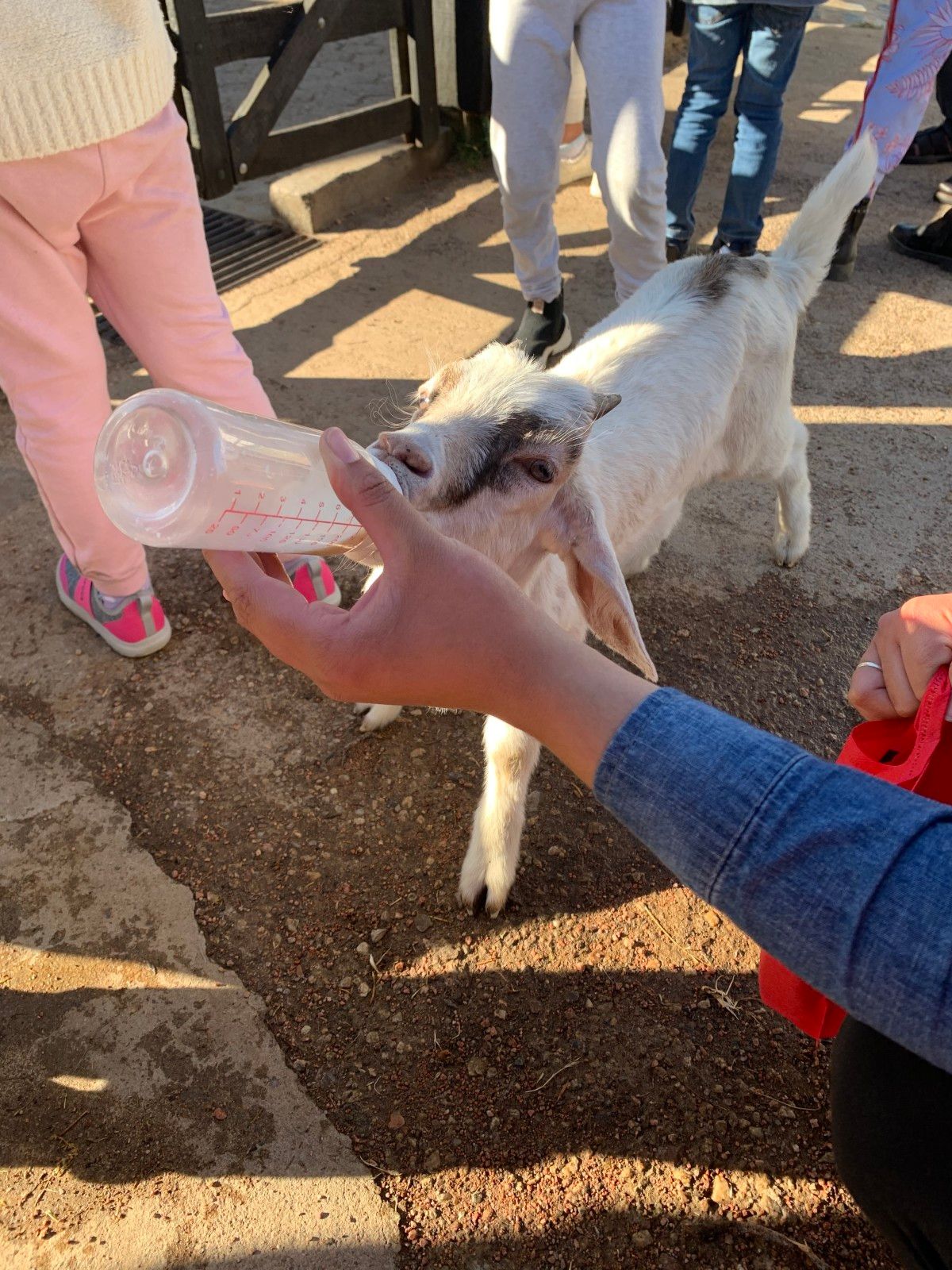 Fazenda Lapataia em Punta Del Este: conhecendo o Uruguay com crianças - 30