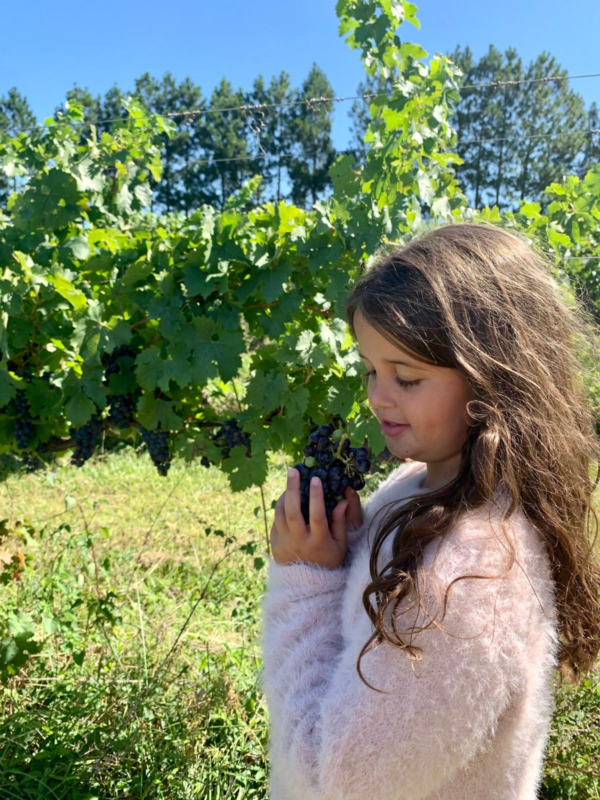 Provando delícias na rota Ferradura dos Vinhedos em Santana do Livramento - 31