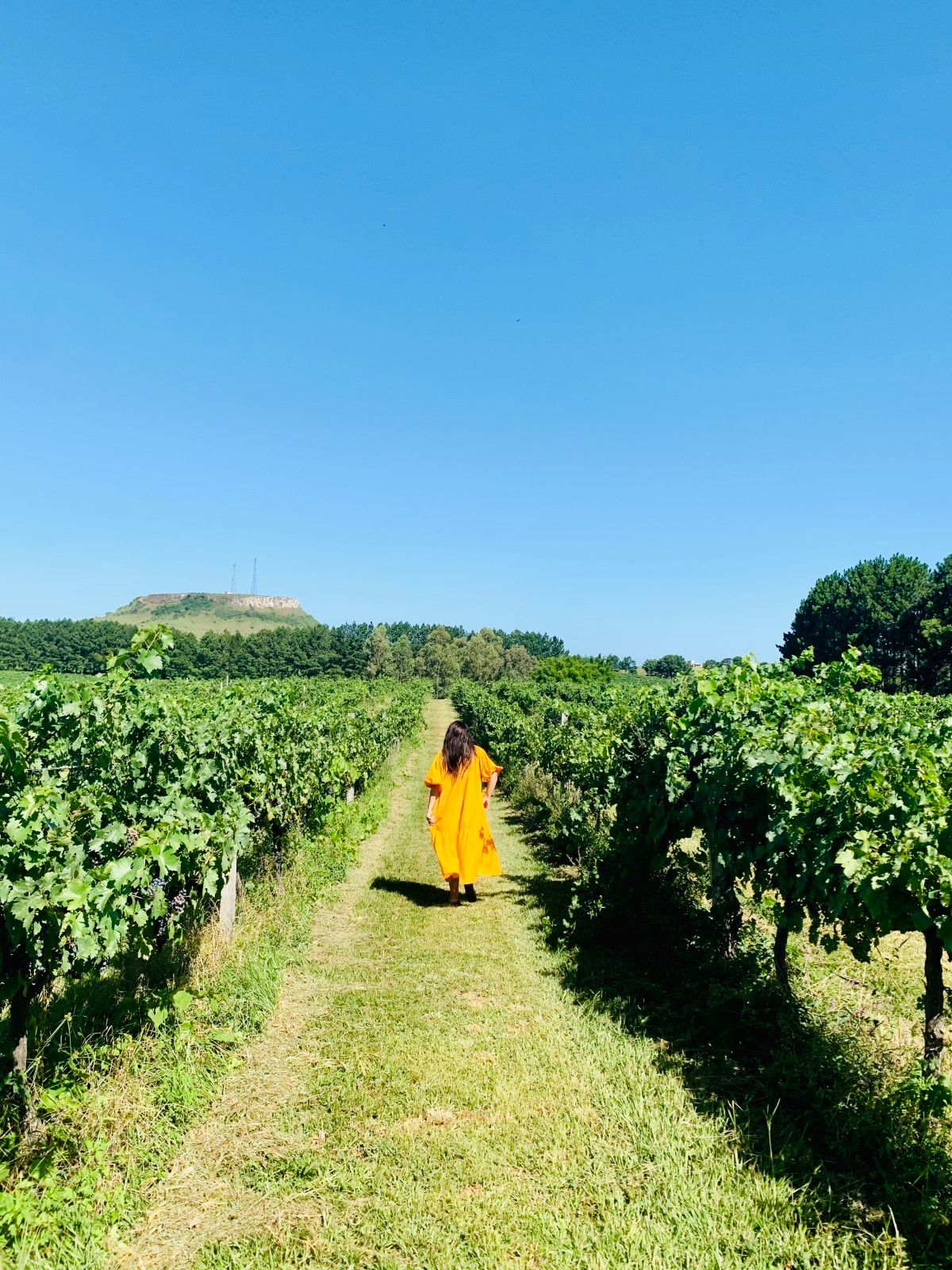 Provando delícias na rota Ferradura dos Vinhedos em Santana do Livramento - 32