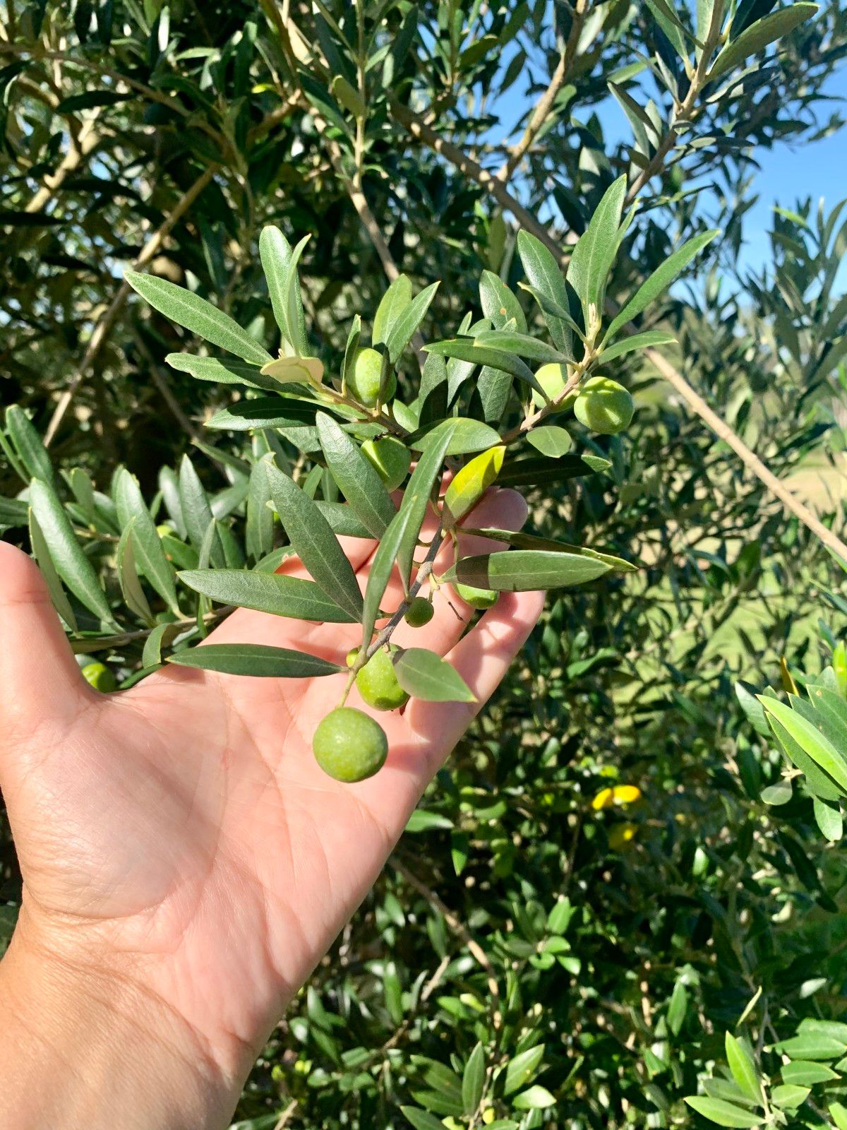 Provando delícias na rota Ferradura dos Vinhedos em Santana do Livramento - 34