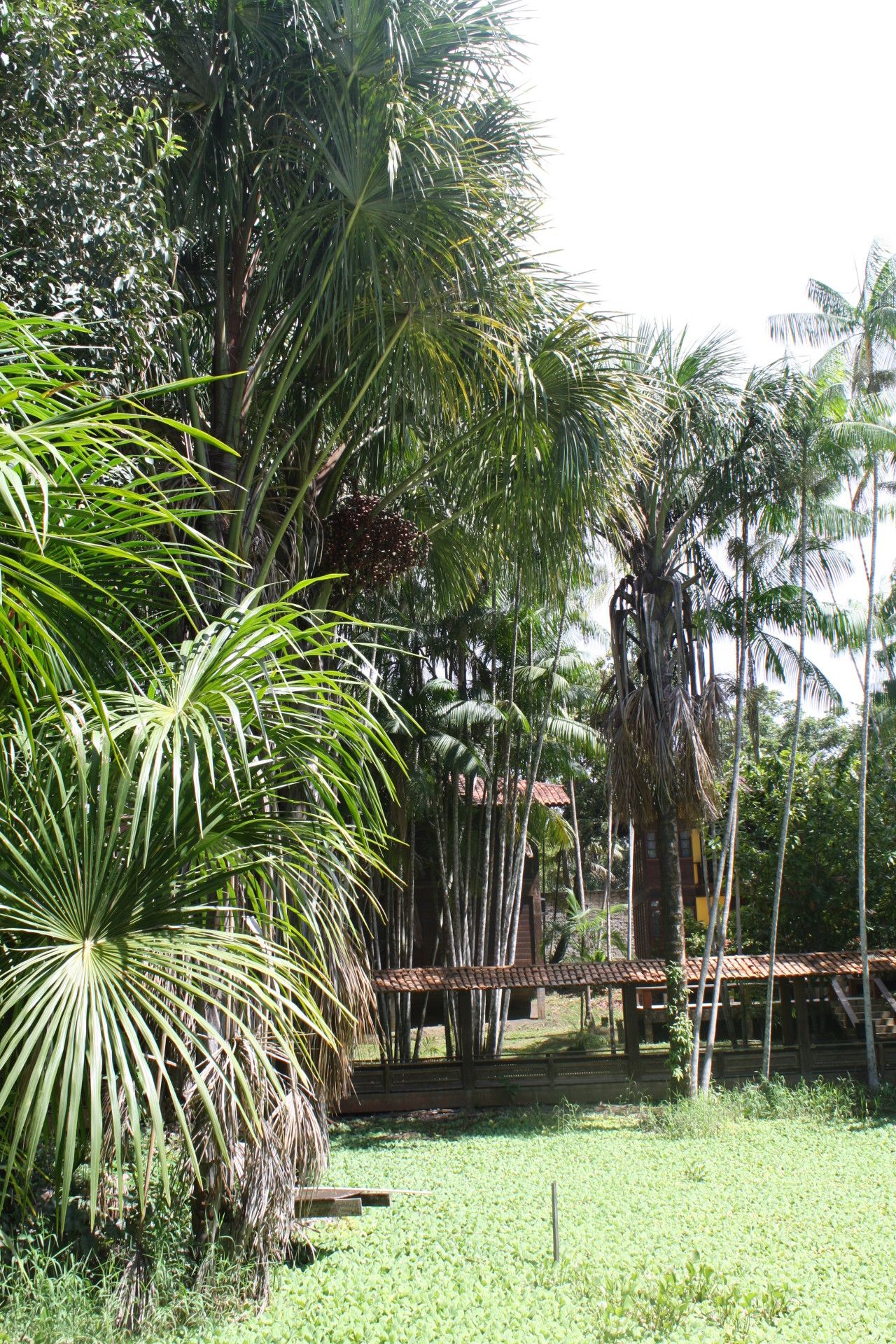 O que fazer em Macapá: a capital do meio do mundo - 60