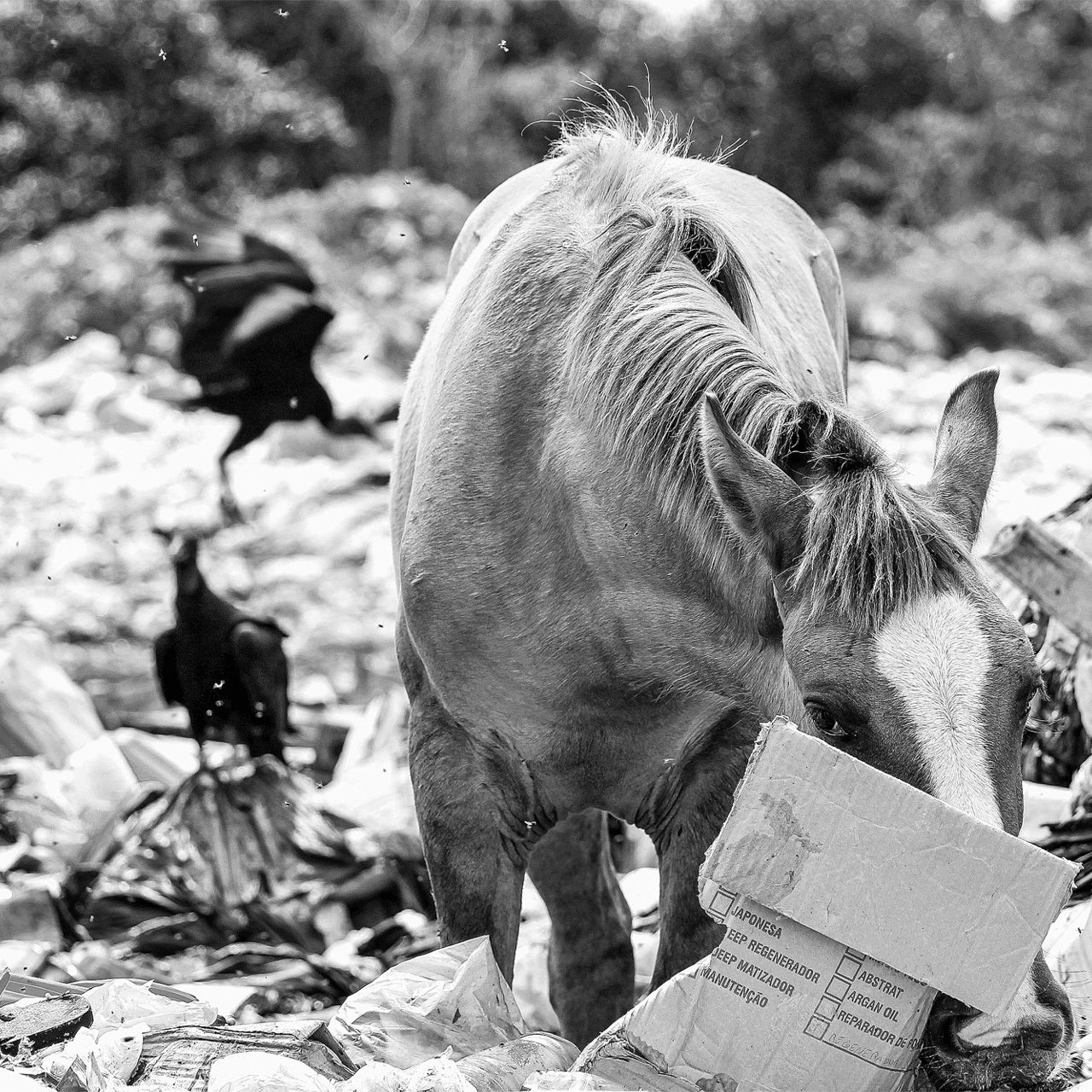 Fotos Aceitas e Premiadas - 2 - 11