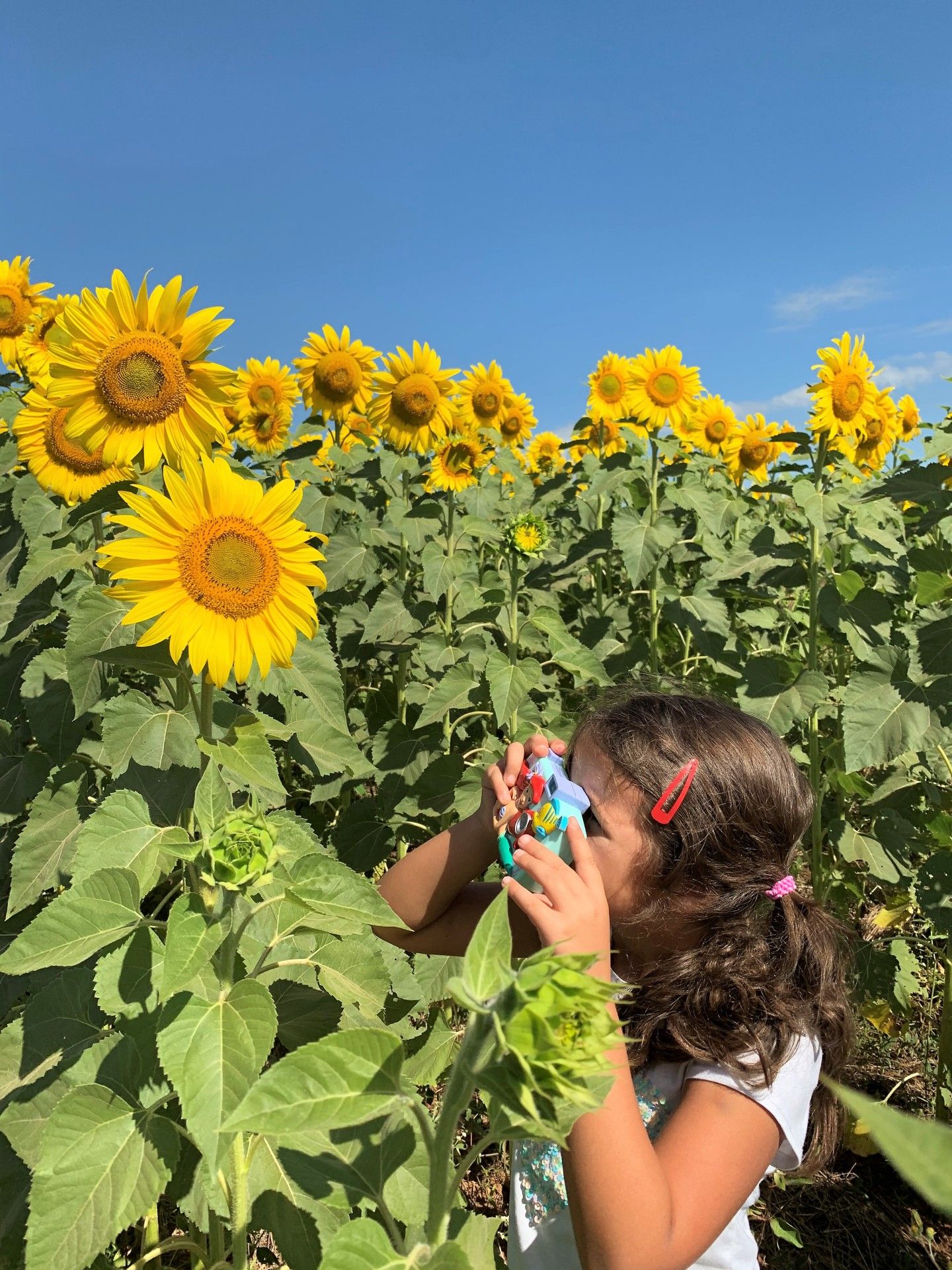 Campo de Girassol em Brasília! Um lugar para lindas fotos! - 16