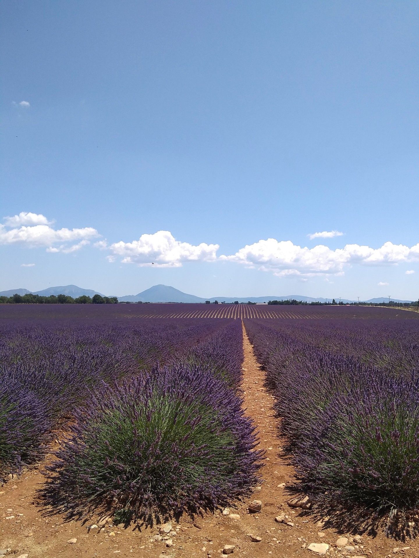Provence: como visitar os campos de lavanda  com crianças - 21
