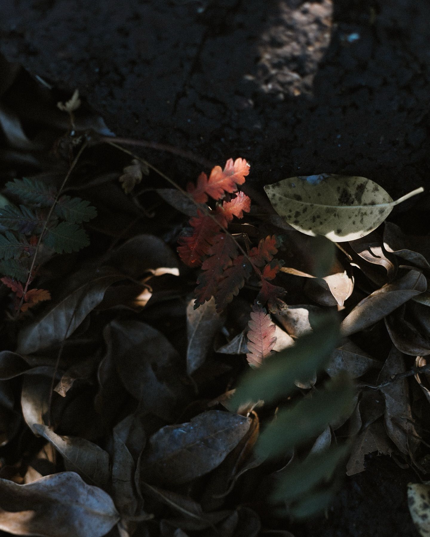 Ensaio Gestante - 13