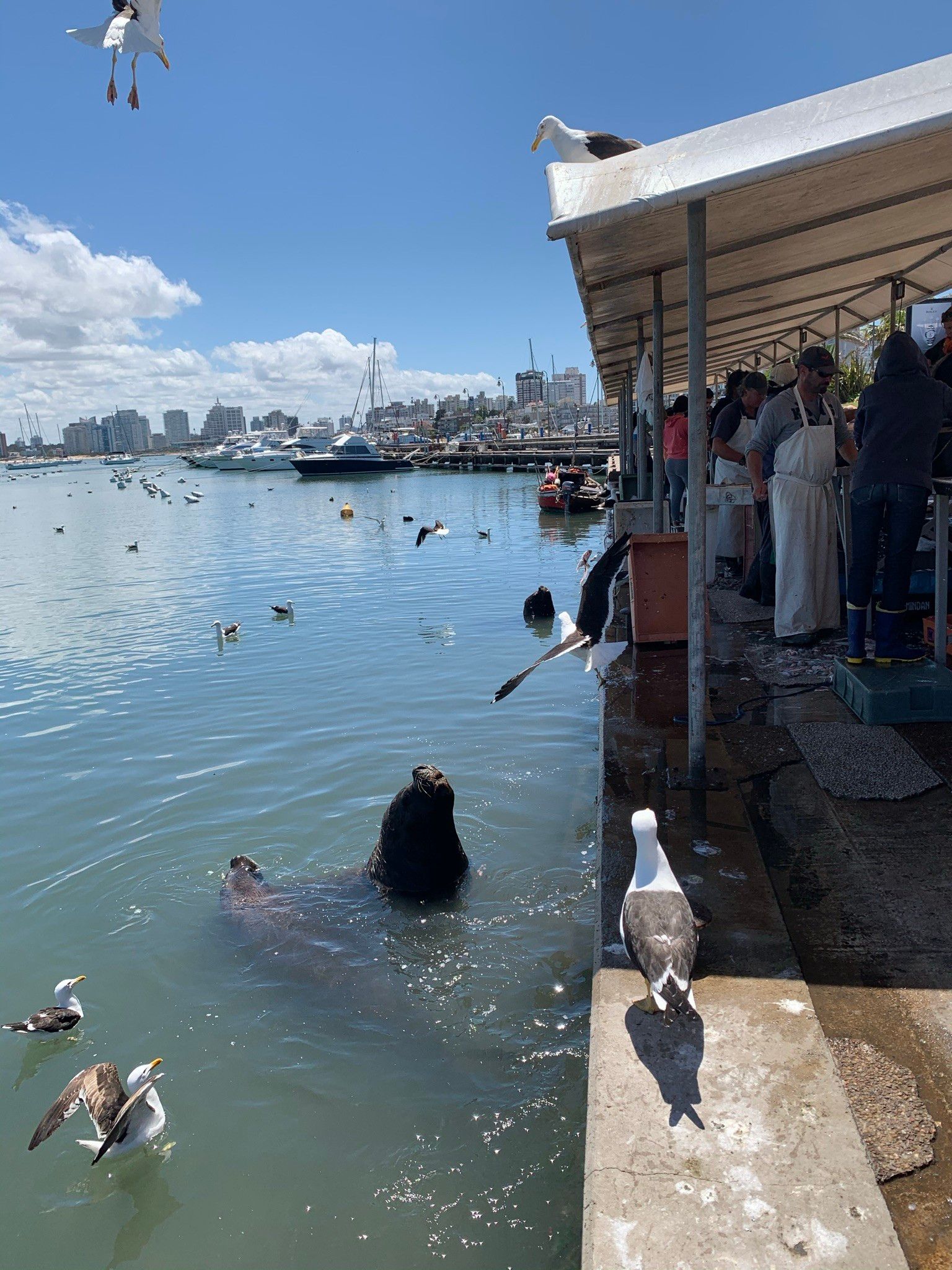 O que fazer em Punta del Este com crianças - 16