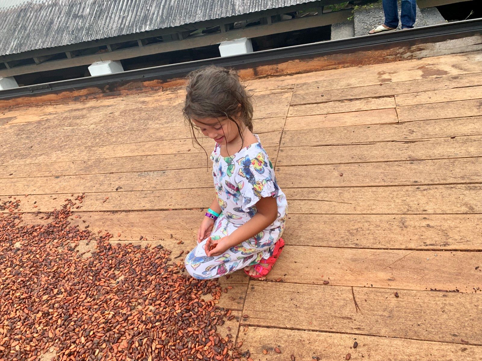 Como é visitar uma fazenda de cacau em Ilhéus: Fazenda Yrerê. - 21