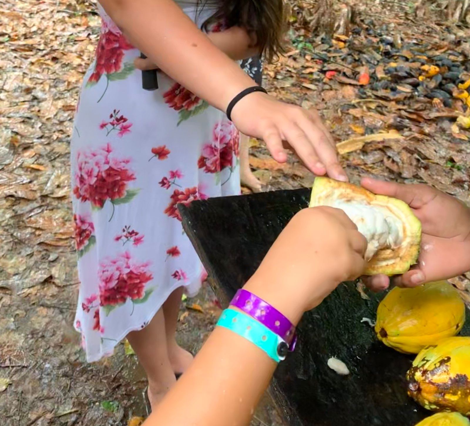 Como é visitar uma fazenda de cacau em Ilhéus: Fazenda Yrerê. - 19