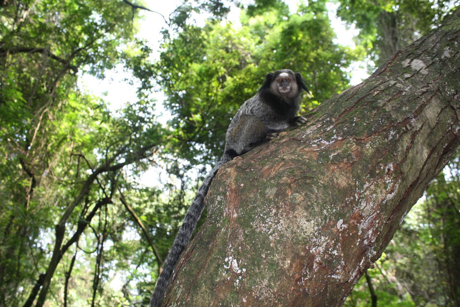 Mirante Do Mangabeiras Em Belo Horizonte | 6 Viajantes