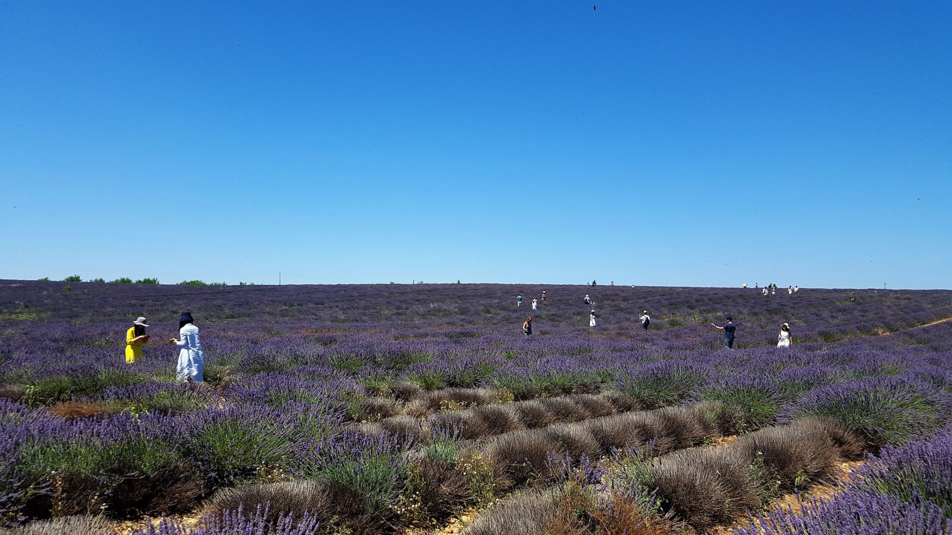 Provence: como visitar os campos de lavanda  com crianças - 23