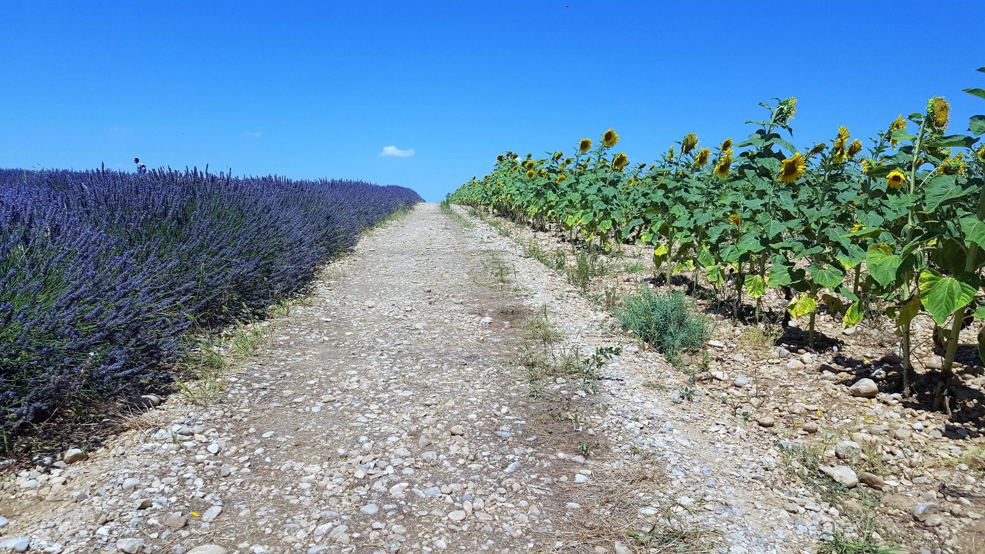 Provence: como visitar os campos de lavanda  com crianças - 28