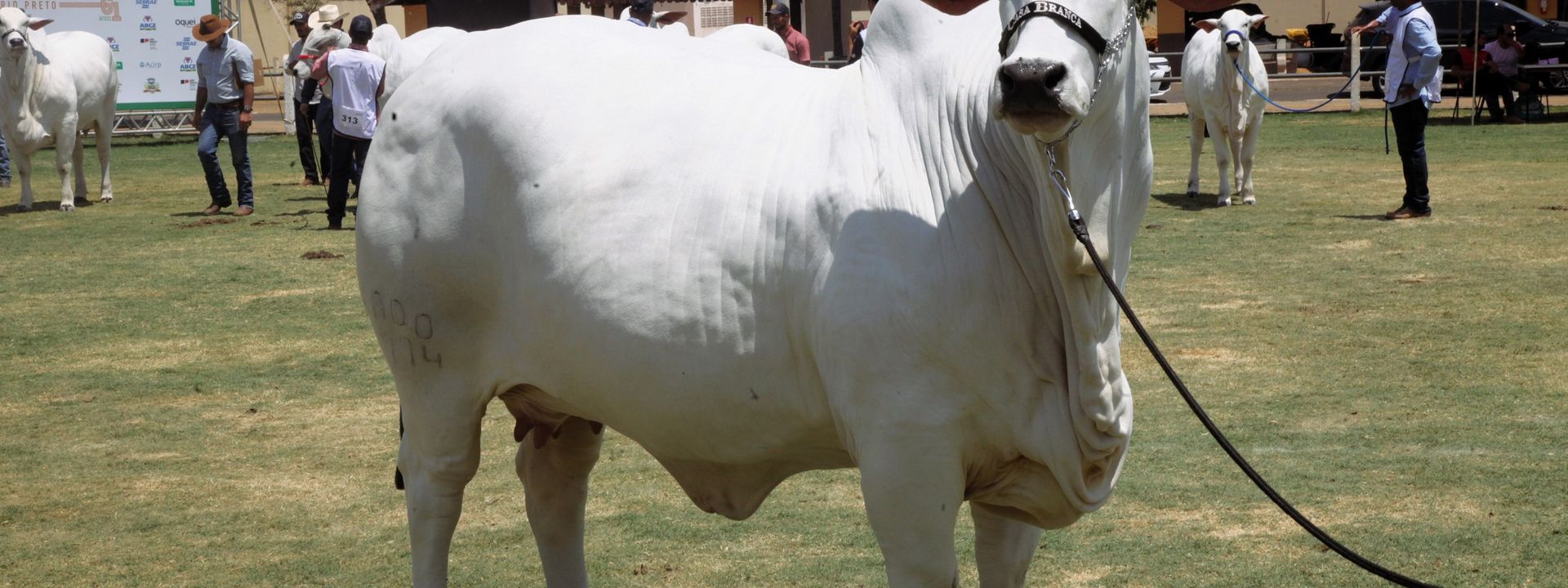 Expo Rio Preto movimenta 22,8 mi em negócios /expo-rio-preto-movimenta-228-mi-em-negocios