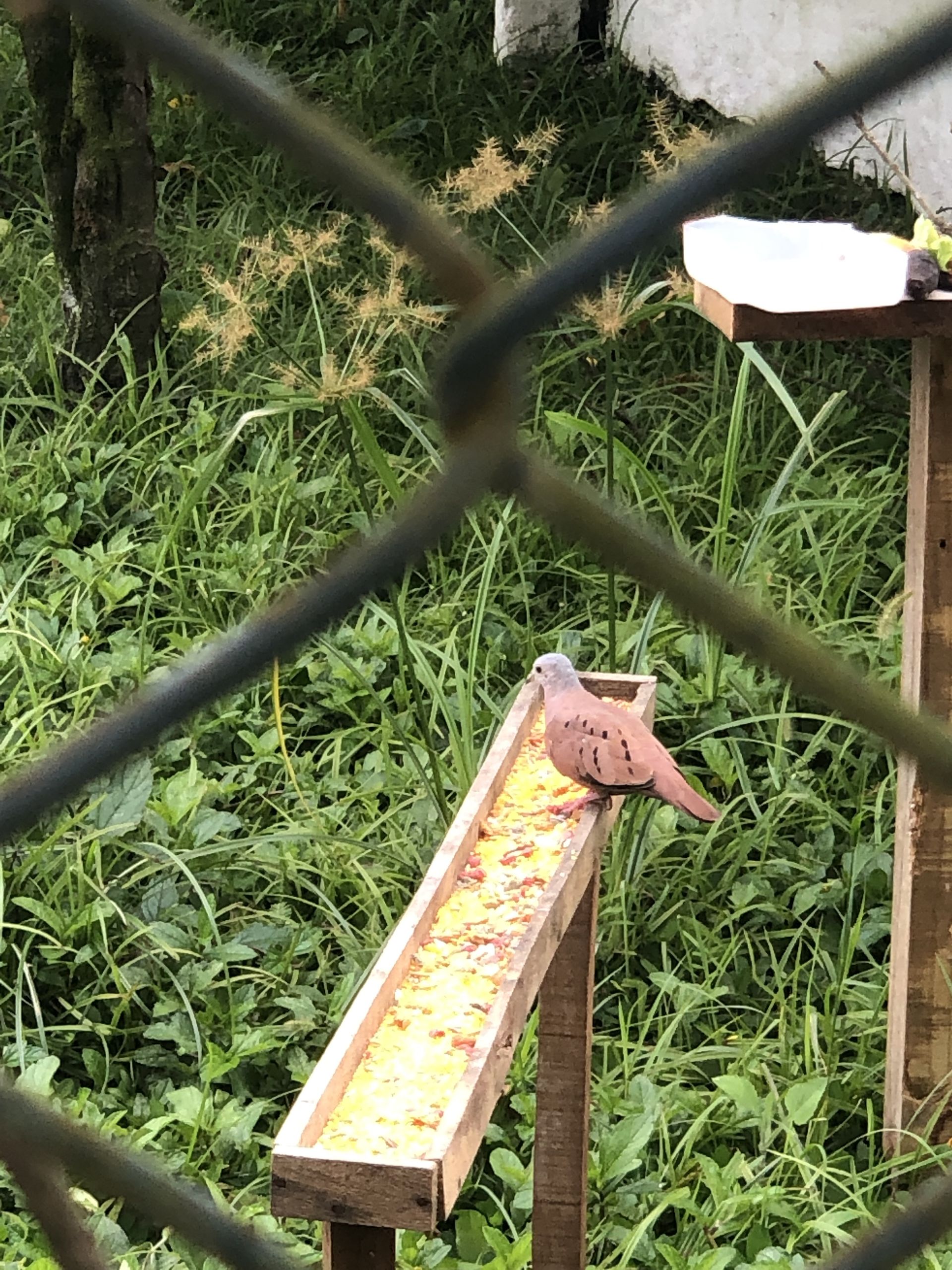 Beachtour - São Vicente, Santos and Guarujá - 20 - 6