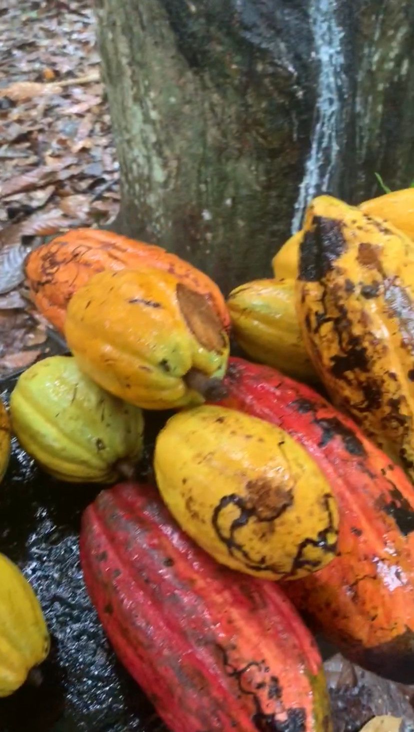 Como é visitar uma fazenda de cacau em Ilhéus: Fazenda Yrerê. - 16 - 0