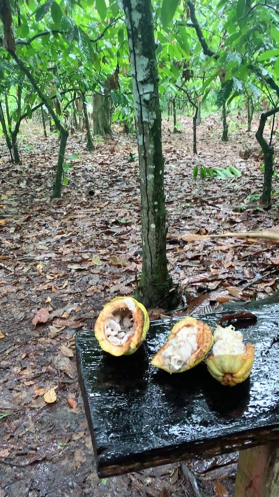 Como é visitar uma fazenda de cacau em Ilhéus: Fazenda Yrerê. - 16 - 1