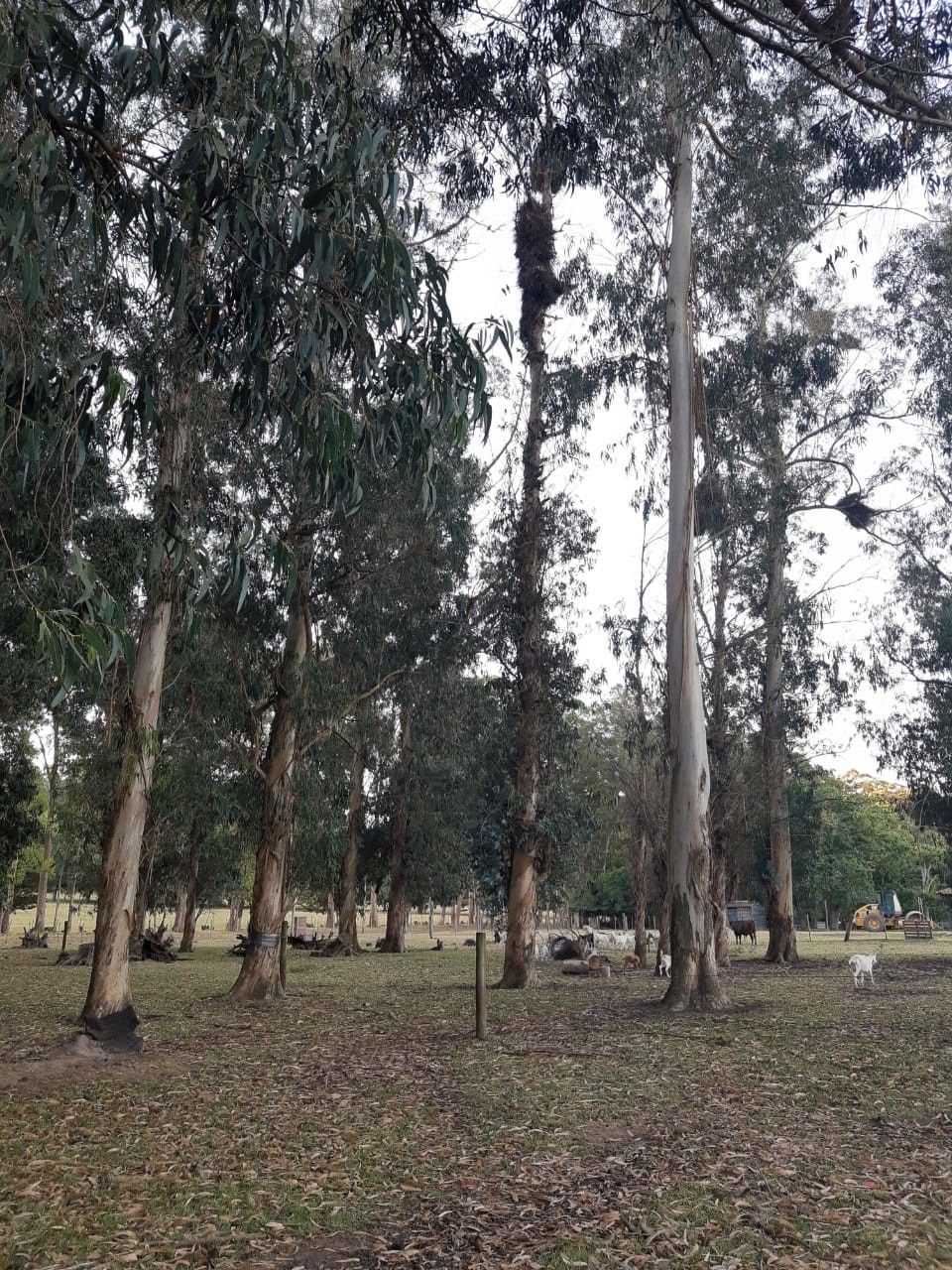 Fazenda Lapataia em Punta Del Este: conhecendo o Uruguay com crianças - 27 - 3