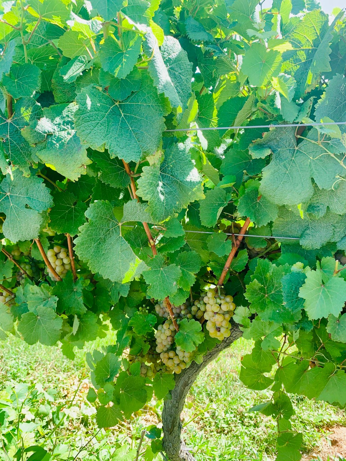 Provando delícias na rota Ferradura dos Vinhedos em Santana do Livramento - 30 - 0