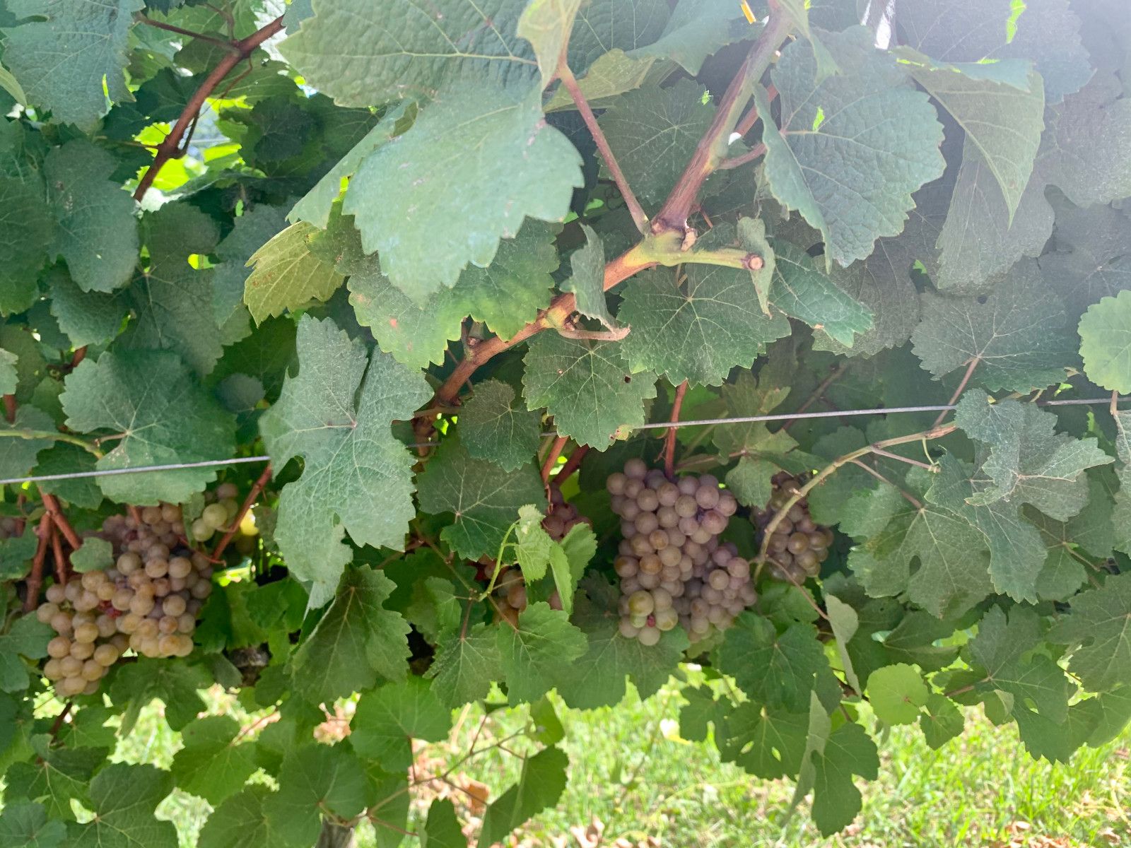 Provando delícias na rota Ferradura dos Vinhedos em Santana do Livramento - 30 - 3