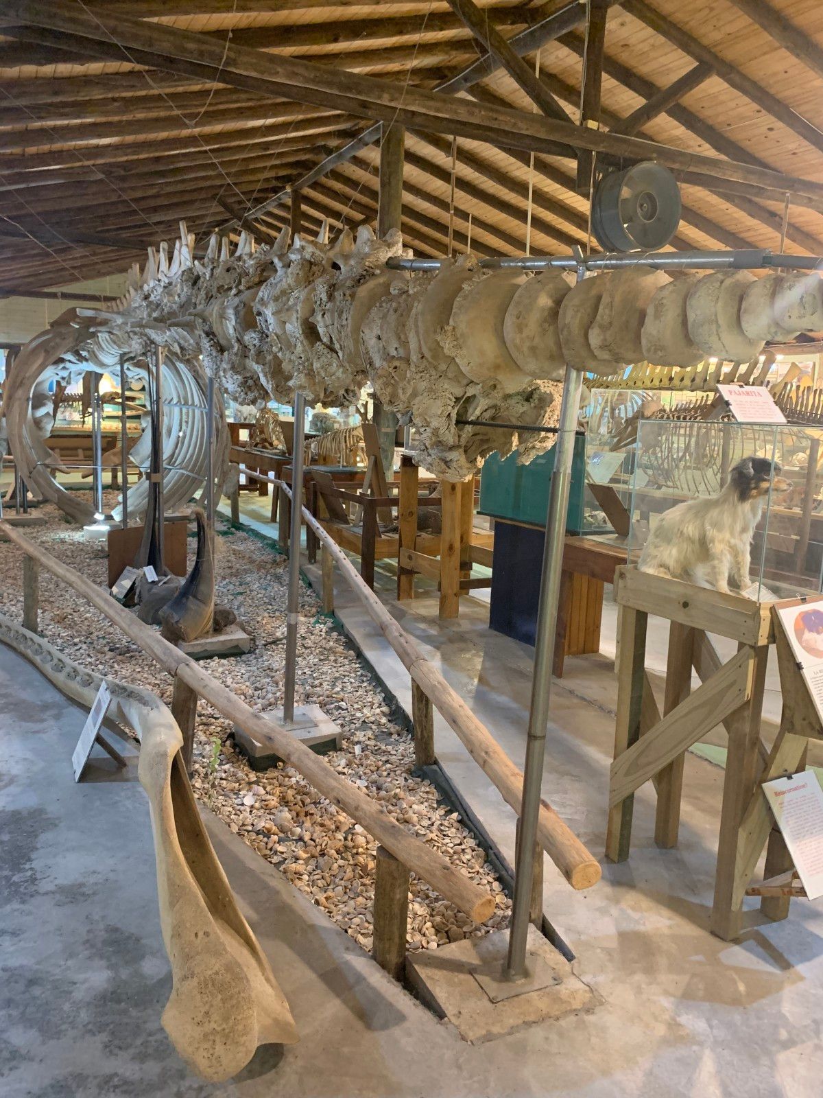 Museo del Mar em Punta del Este - 21 - 0