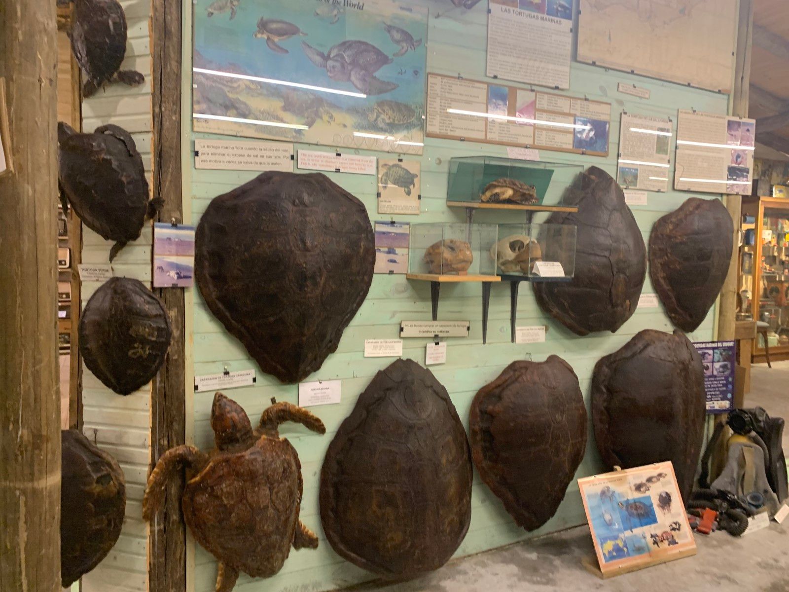 Museo del Mar em Punta del Este - 21 - 5