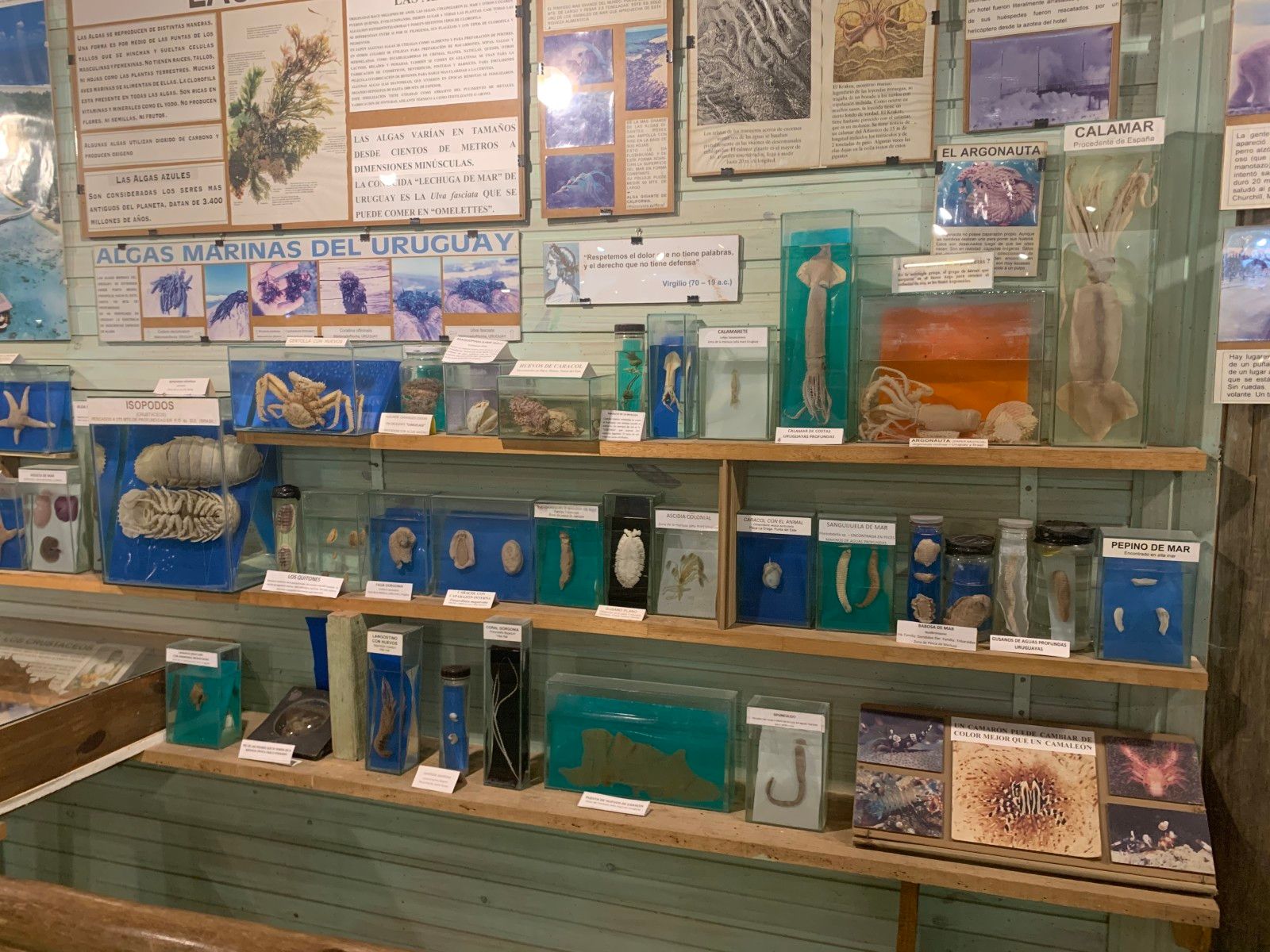 Museo del Mar em Punta del Este - 34 - 1