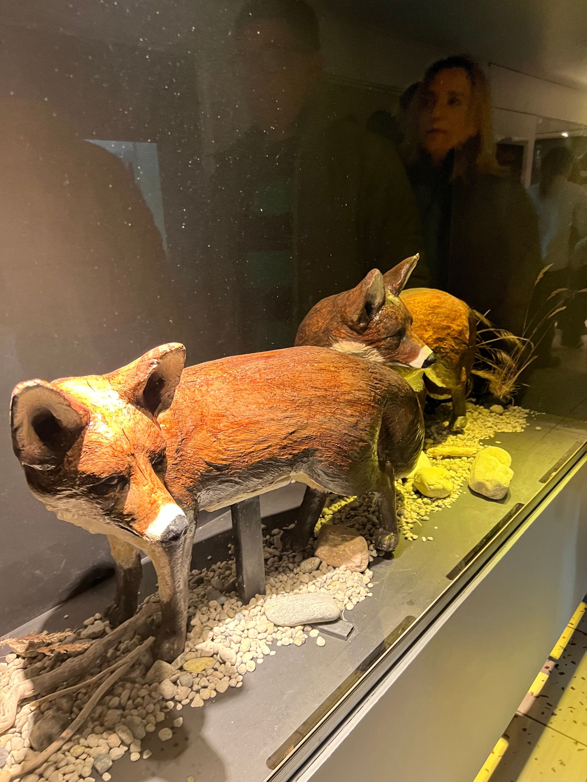 O que fazer em Bariloche no inverno com crianças - 20 - 1