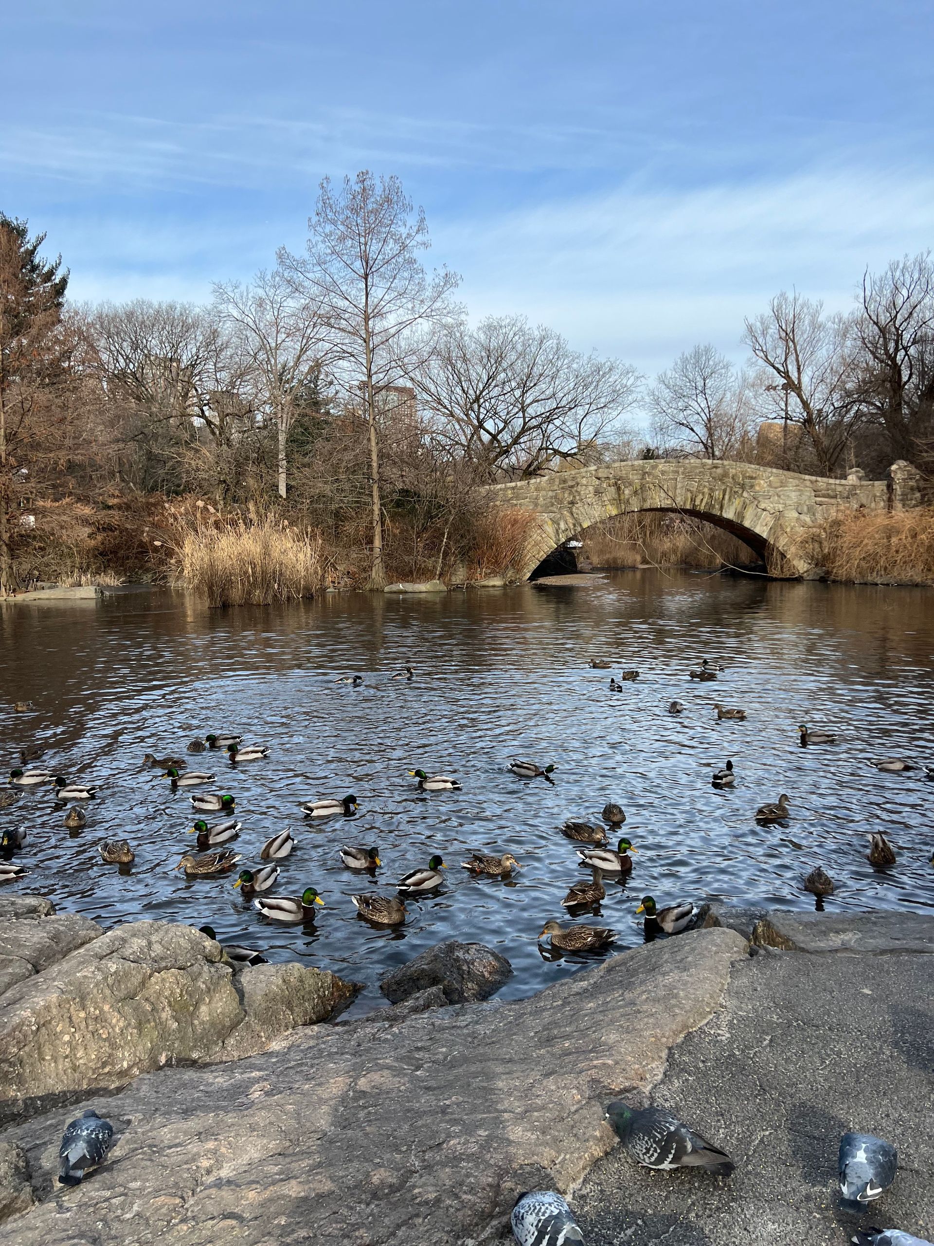 O que fazer em Nova York em família no inverno - 9