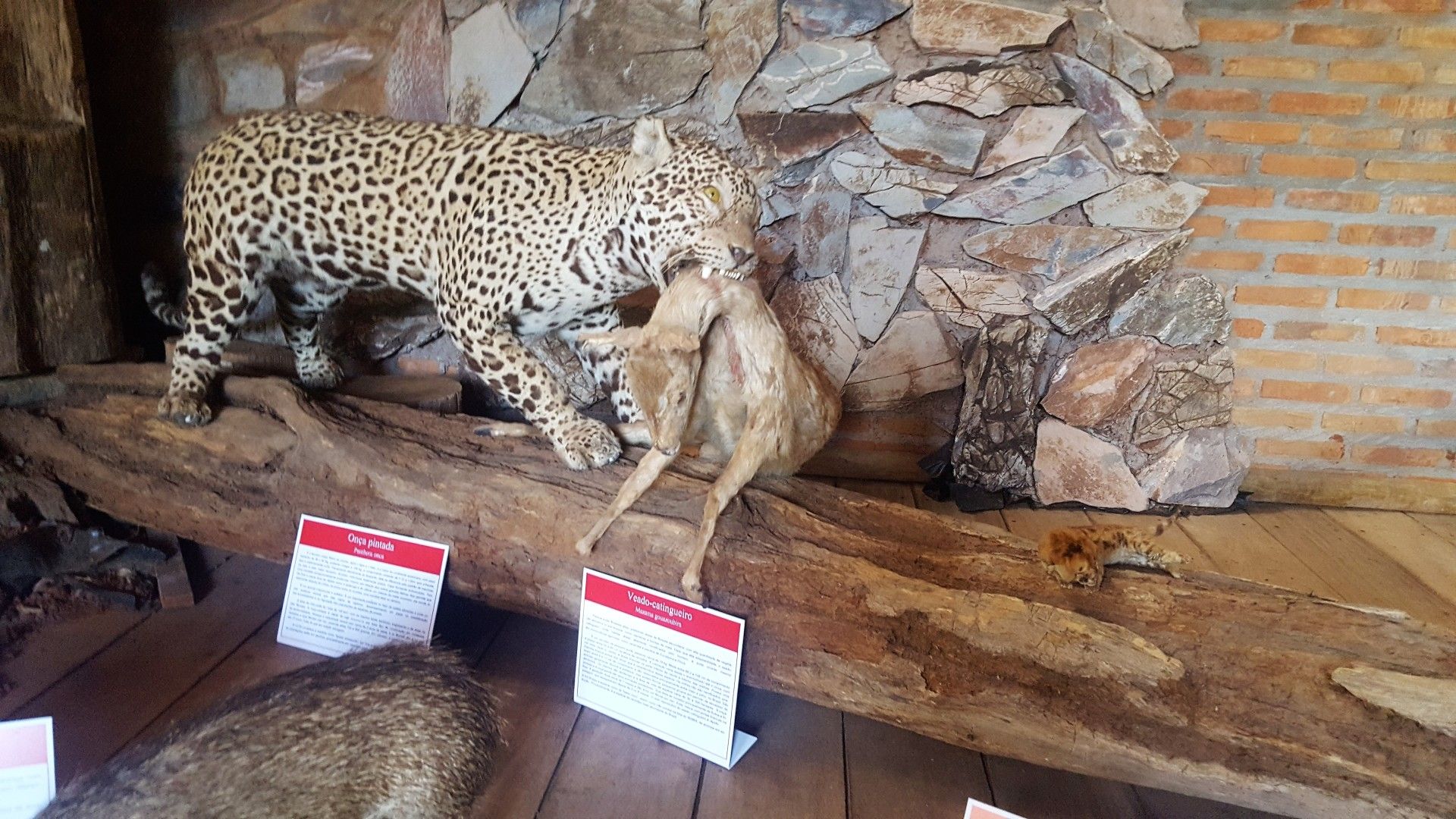 Bonito com crianças: o que você precisa saber! - 22 - 1