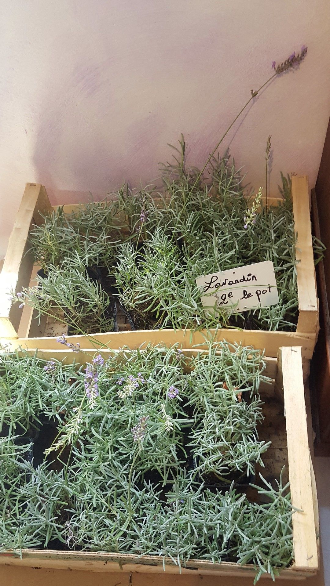 Provence: como visitar os campos de lavanda  com crianças - 26 - 1