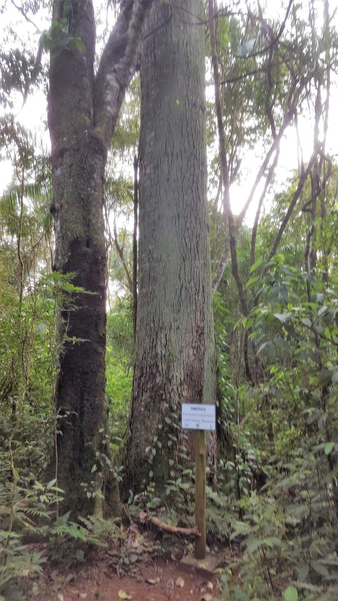 Como é visitar as Cataratas do Iguaçu do lado brasileiro - 19 - 0
