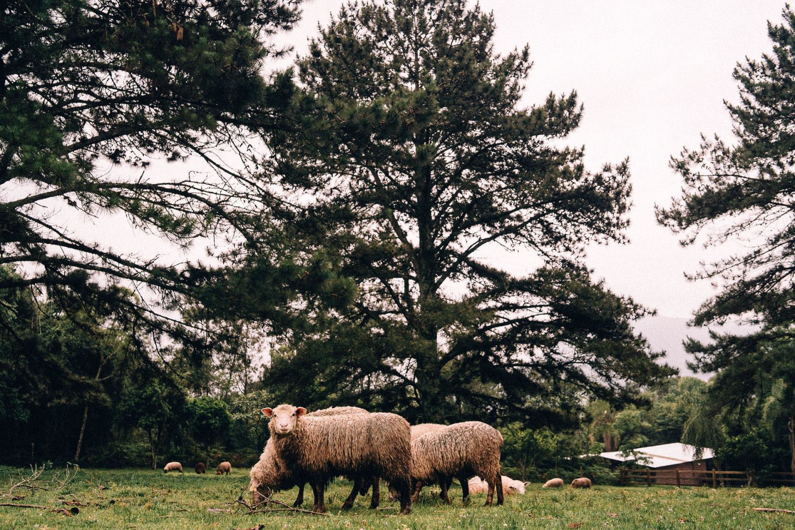 Casamento na serra - 2 - 16